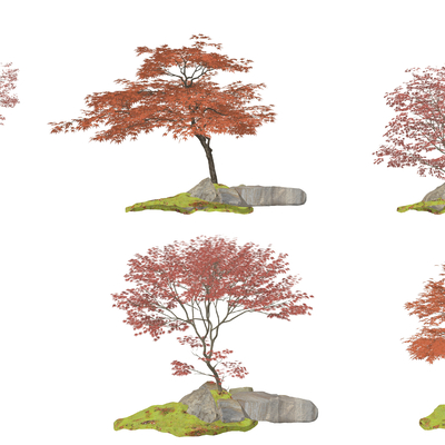 乔木 红枫su模型 
