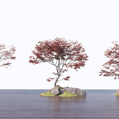  小乔木 红枫 鸡爪槭su模型 