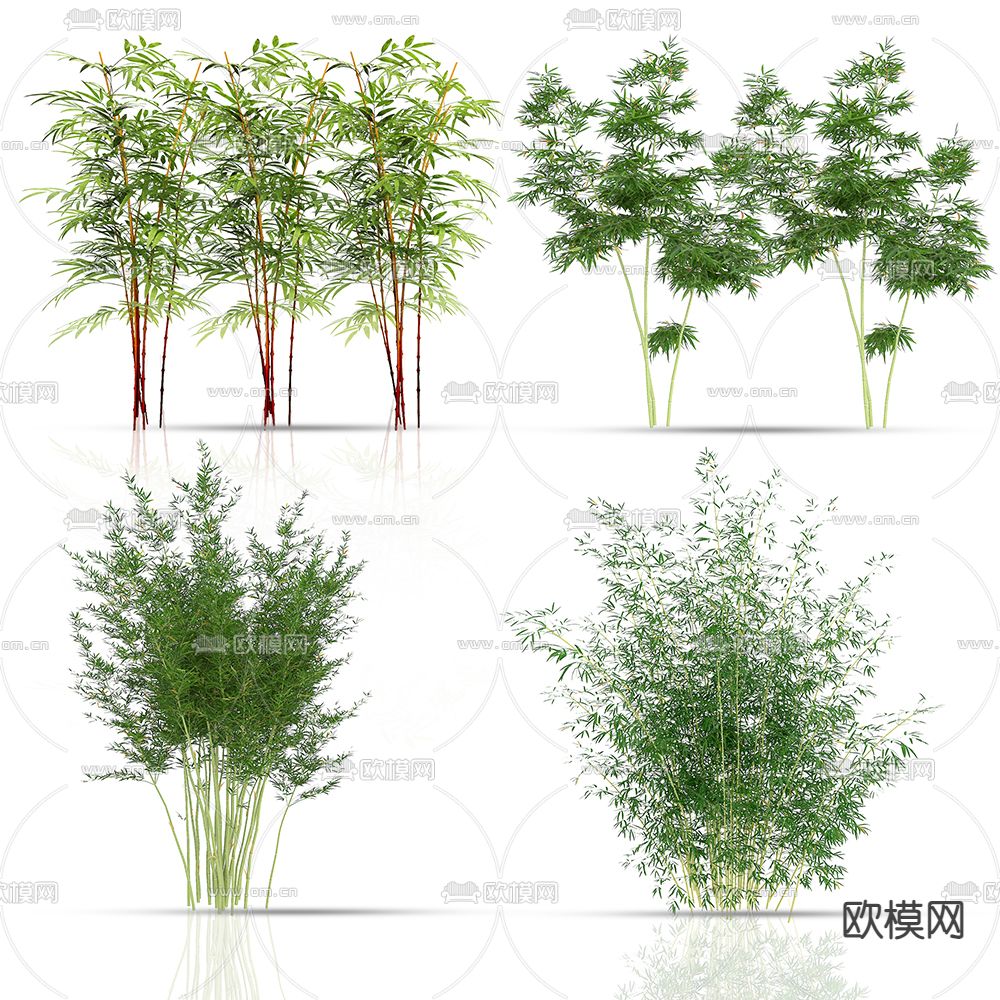 竹子 竹林 紫竹su模型下载（渲染图1）