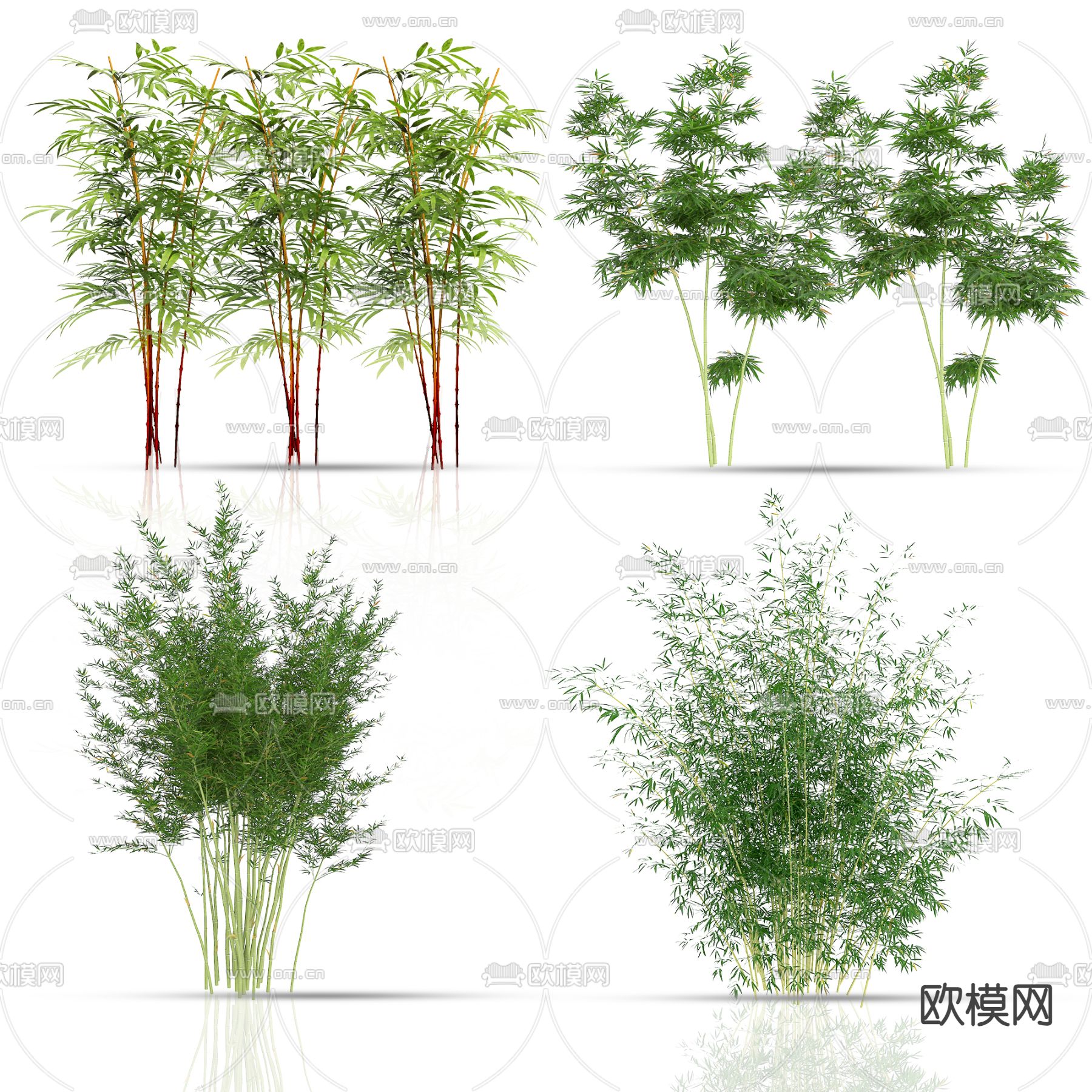 竹子 竹林 紫竹su模型下载（渲染图2）