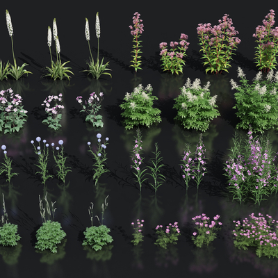  花卉花草 灌木su模型 