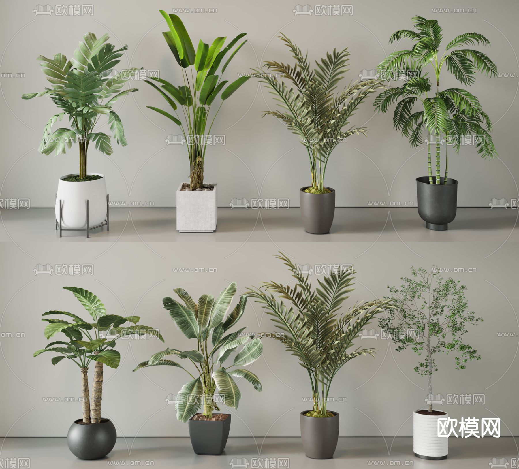 盆栽 盆景 散尾葵3d模型下载