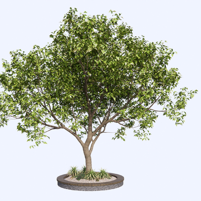  乔木 桂花树池su模型 