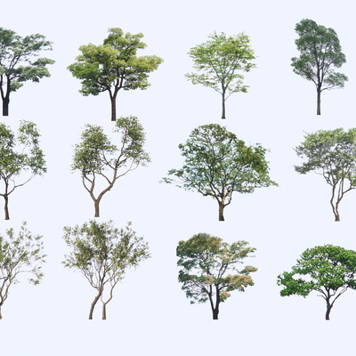 乔木 景观树su模型