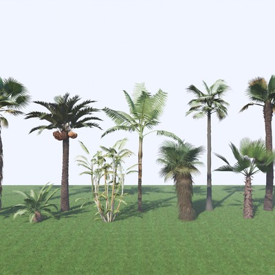  椰子树su模型 