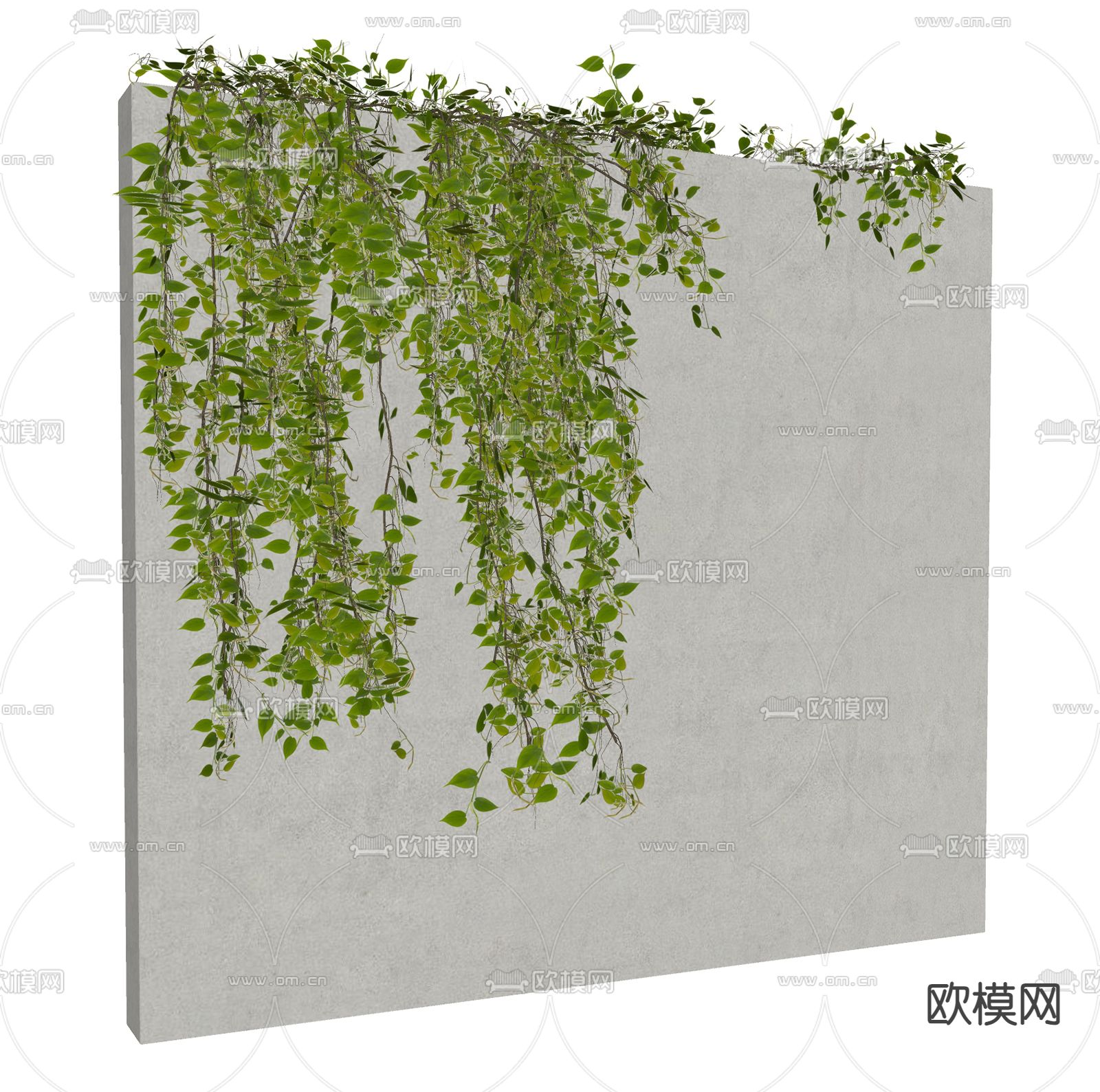 爬山虎 藤蔓su模型下载（渲染图2）