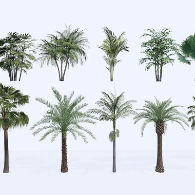 热带植物 椰子树 棕榈树su模型