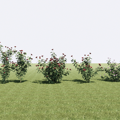  植物 花卉 玫瑰花su模型 