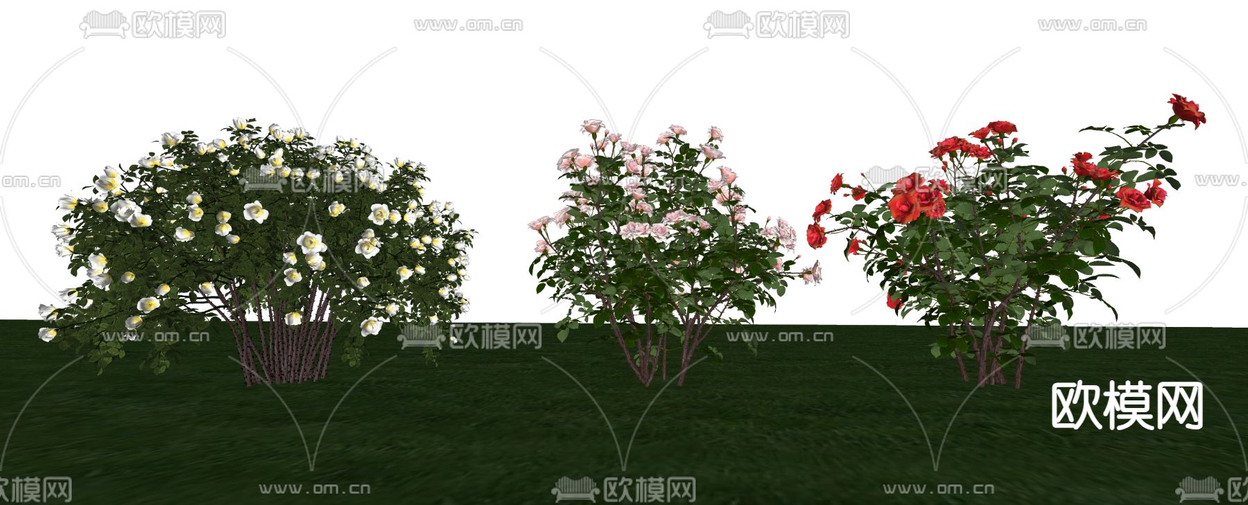 植物花卉 月季花su模型下载（渲染图2）