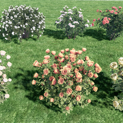 植物花卉 月季花su模型