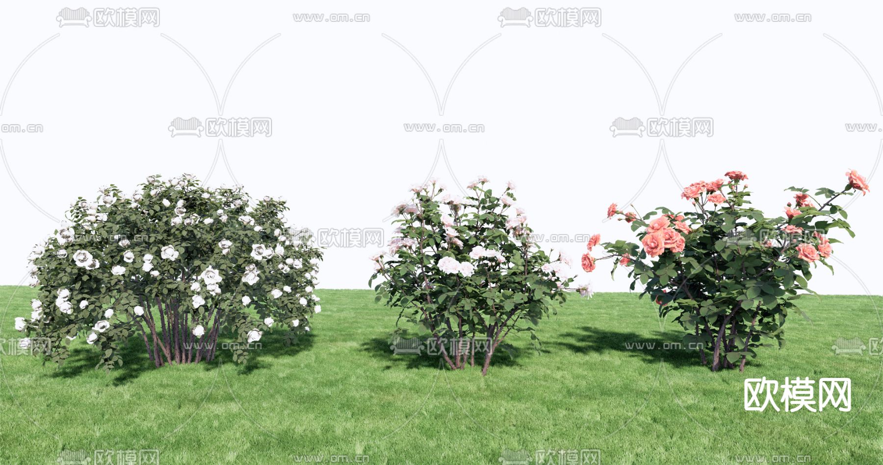 植物花卉 月季花su模型下载（渲染图1）