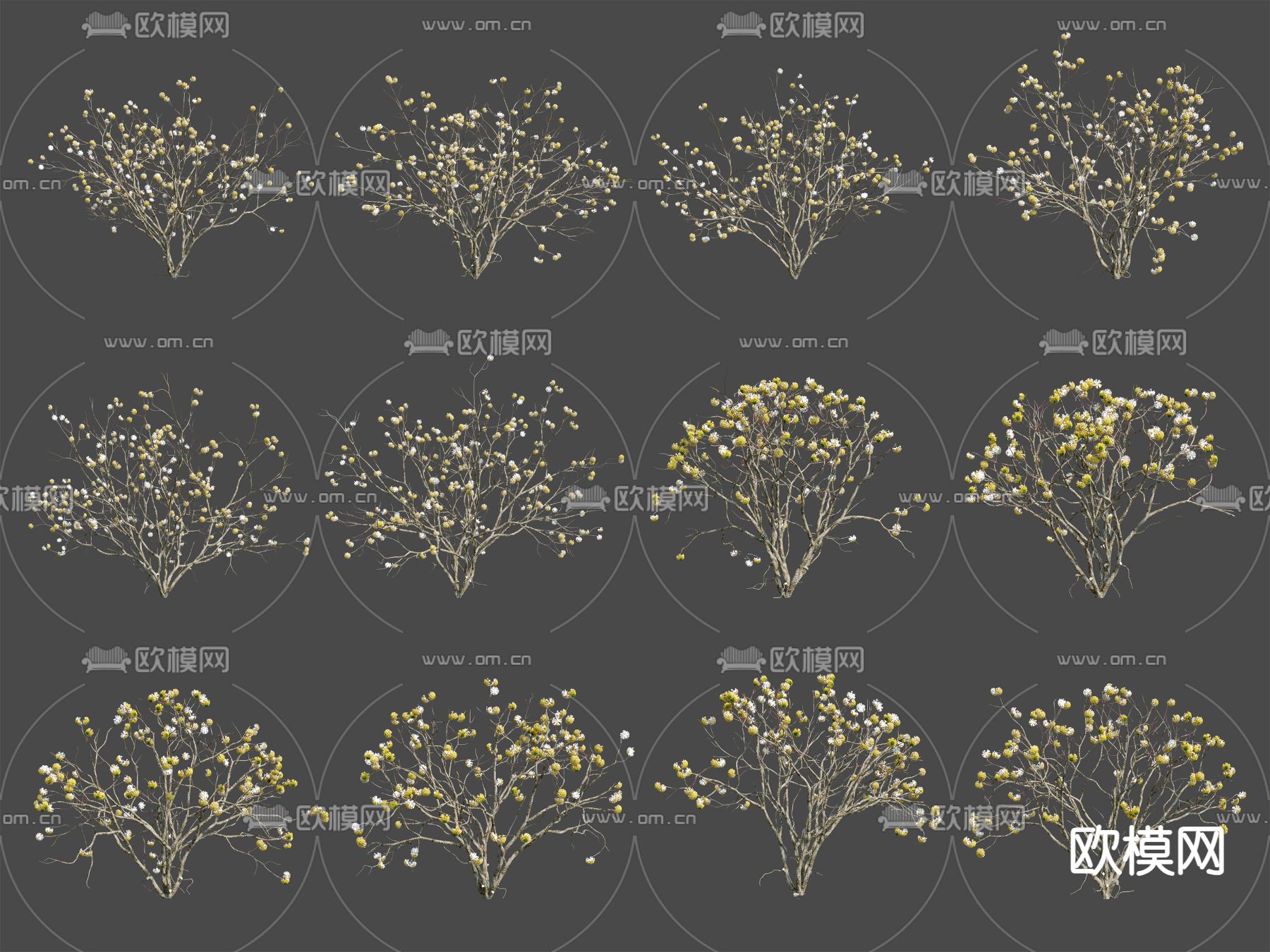 干枝 枯草 花草 结香花3d模型下载