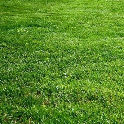  草地 草坪su模型 