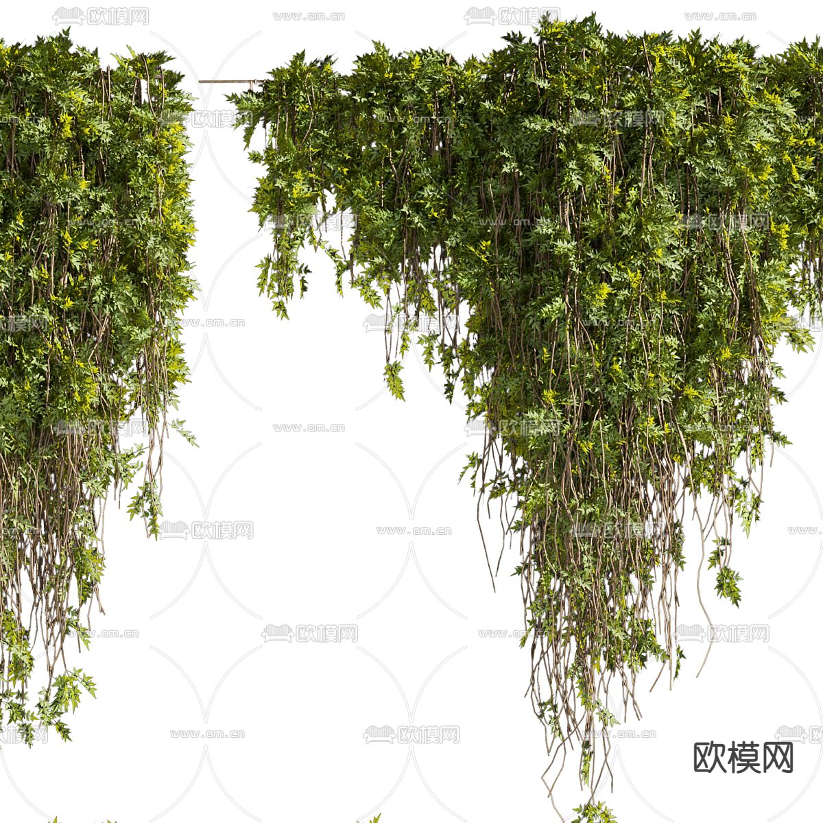 藤蔓 爬山虎 常春藤3d模型下载（渲染图3）