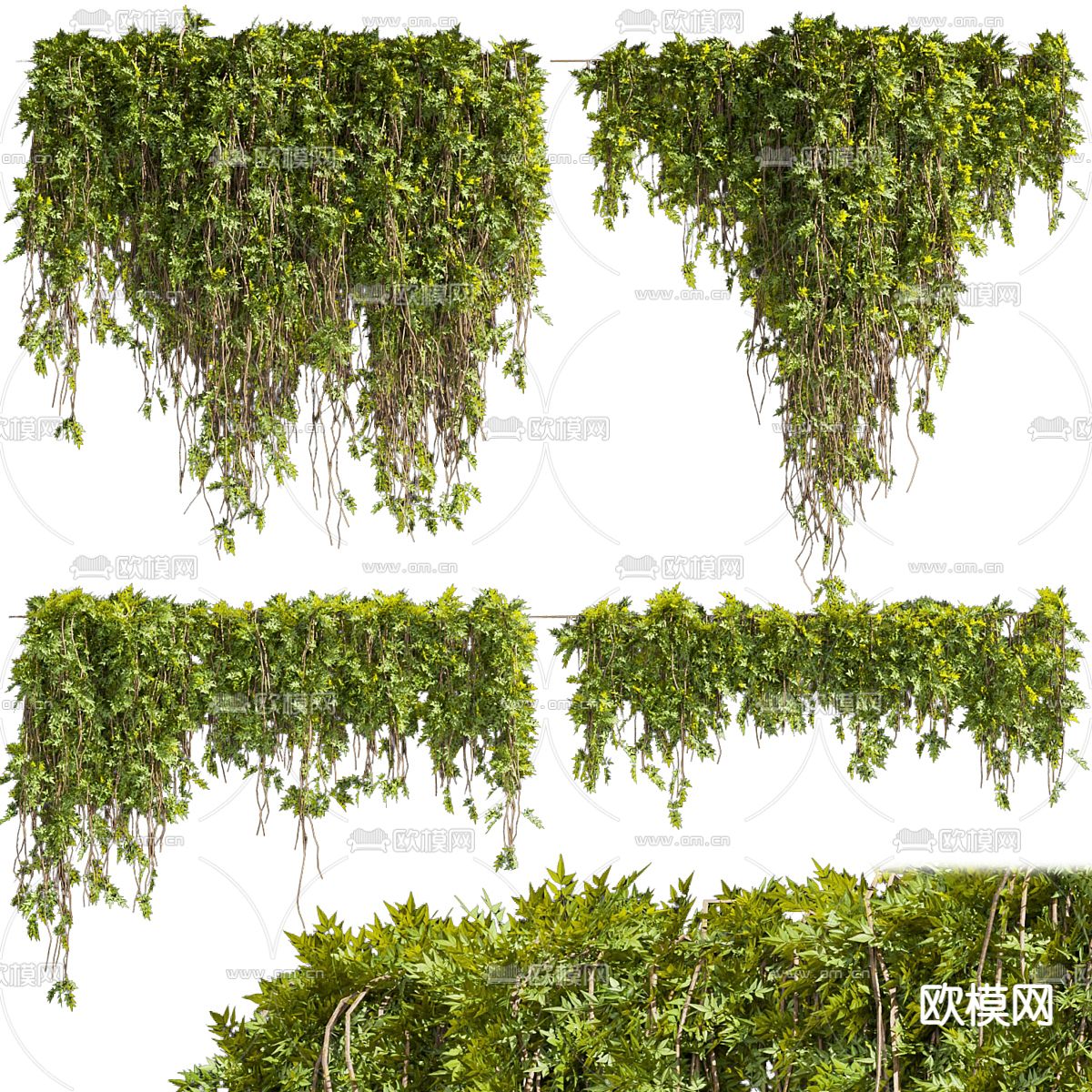 藤蔓 爬山虎 常春藤3d模型下载（渲染图1）