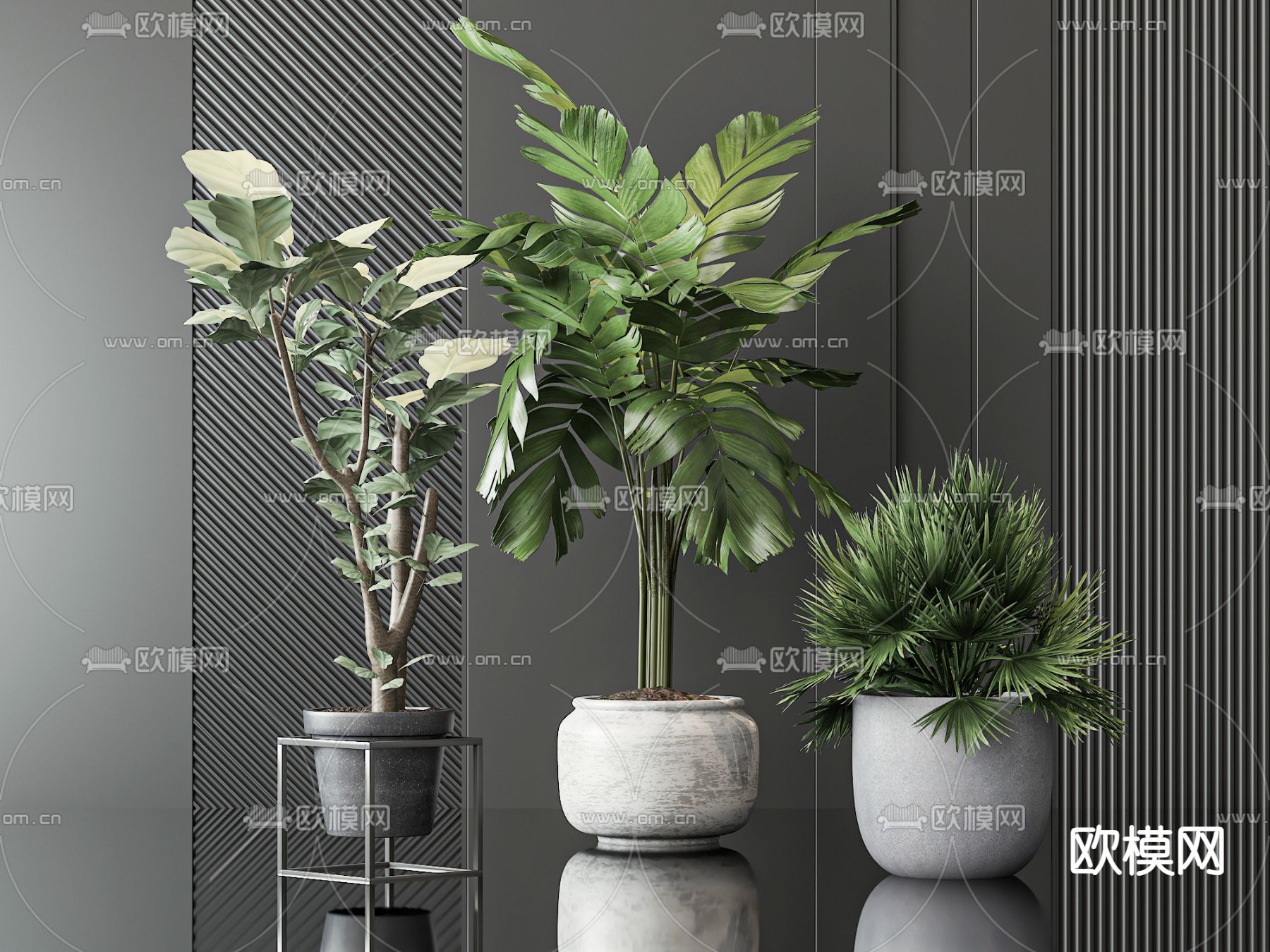 盆栽 盆景 散尾葵3d模型下载