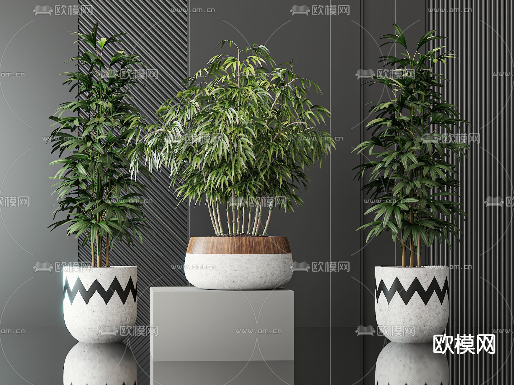 盆栽 盆景 方竹 文竹3d模型下载