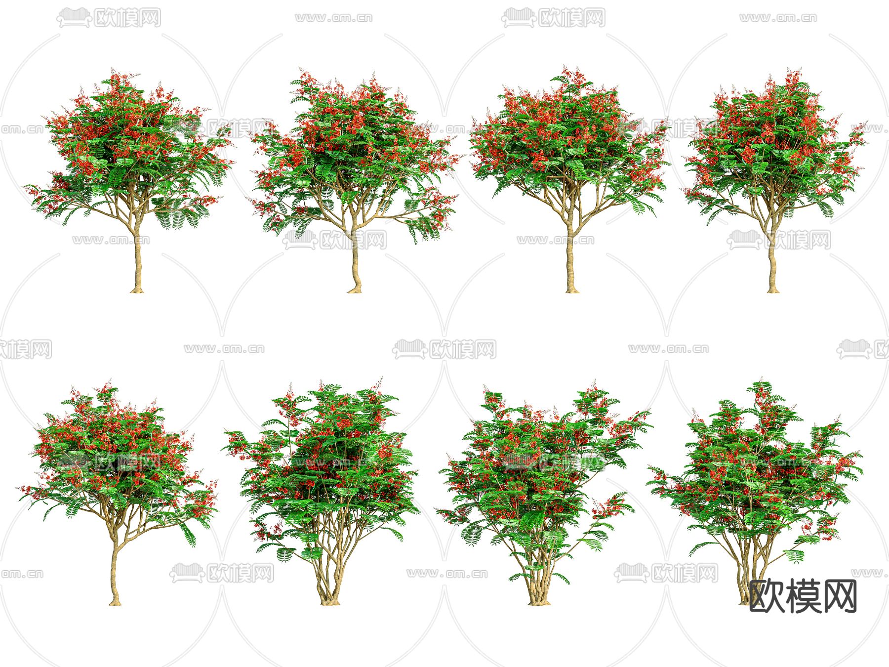 金凤花 景观树3d模型下载