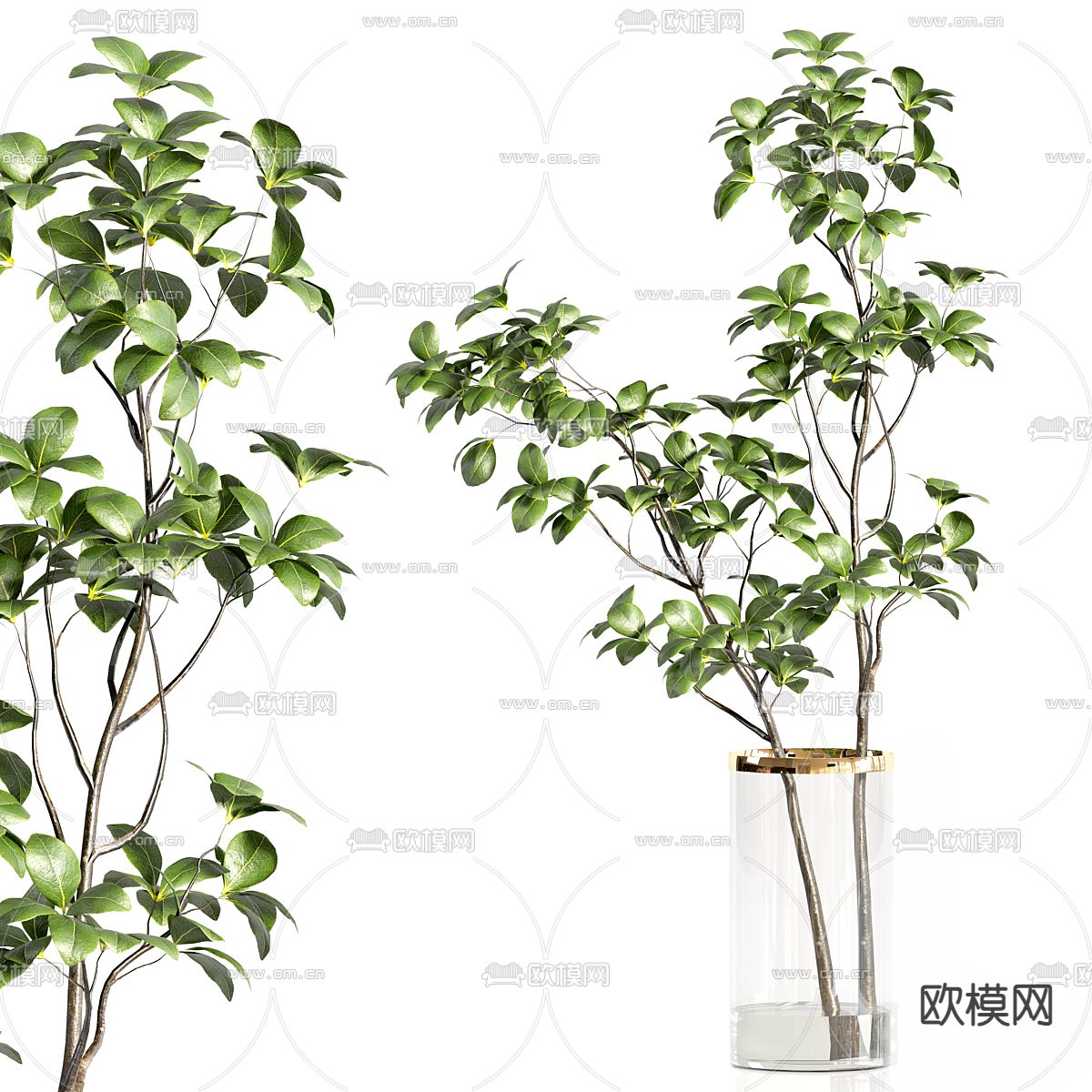 水生植物 水培绿植3d模型下载（渲染图4）