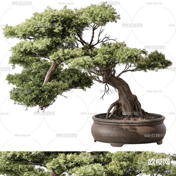 中式盆栽 松树盆景3d模型下载(渲染图1)