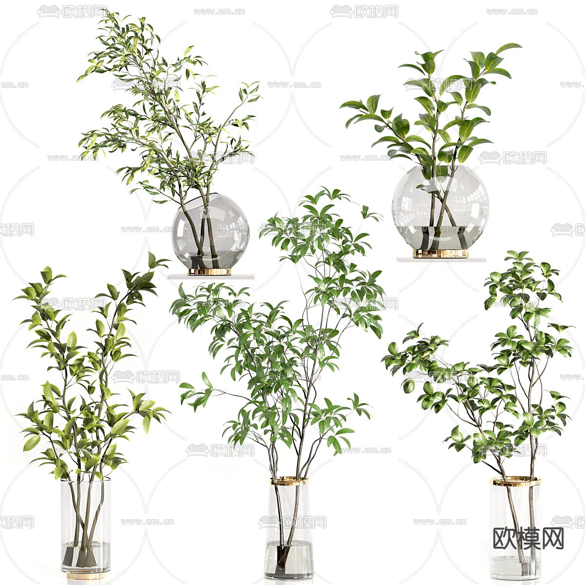 水生植物 水培绿植3d模型下载（渲染图1）