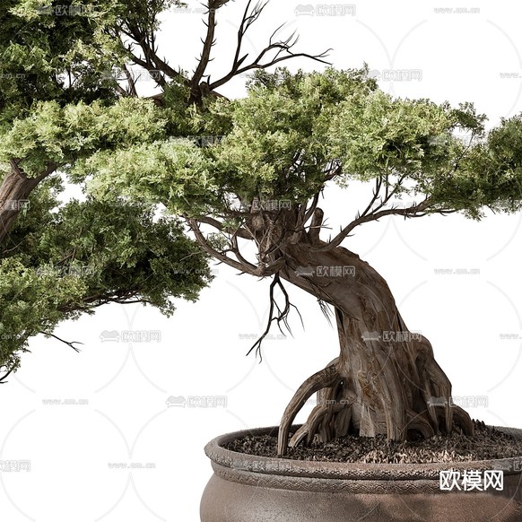 中式盆栽 松树盆景3d模型下载(渲染图2)