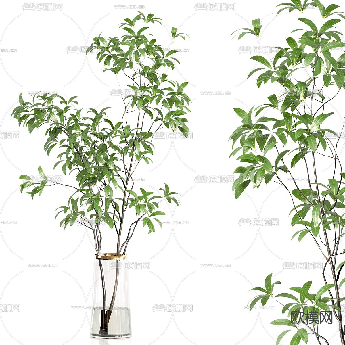 水生植物 水培绿植3d模型下载（渲染图3）