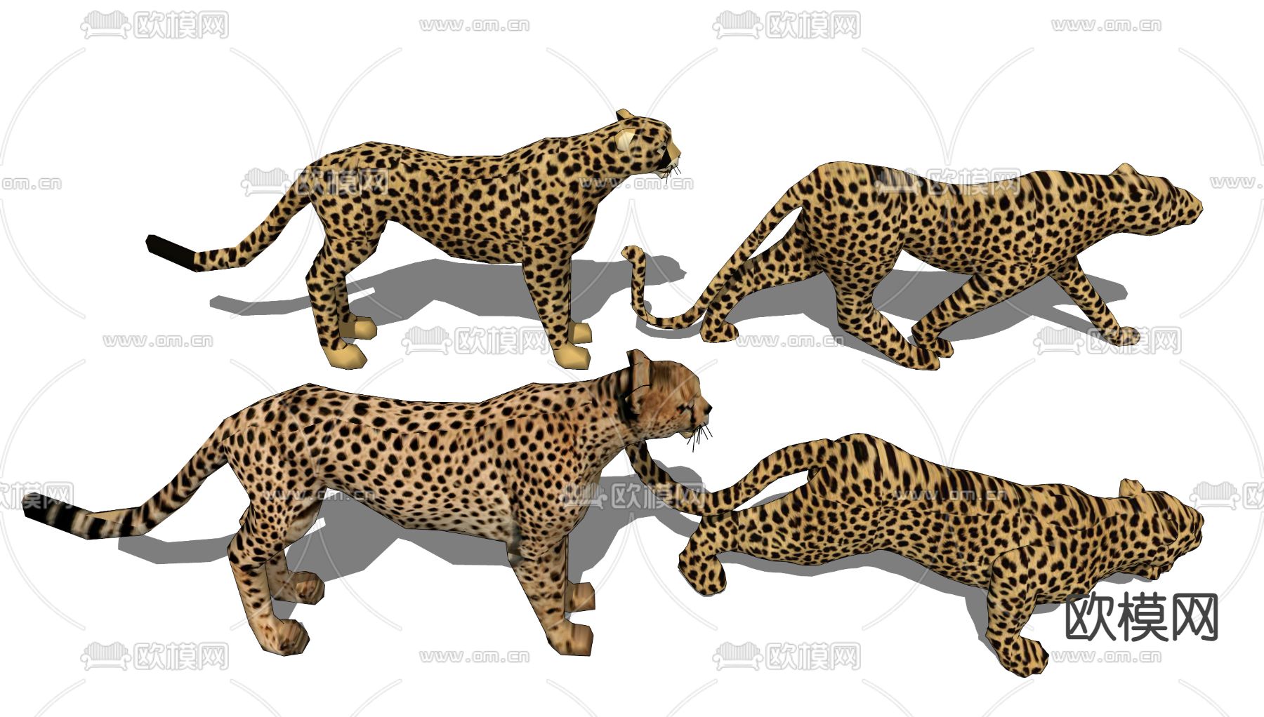 金钱豹 豹子 动物su模型下载（渲染图1）