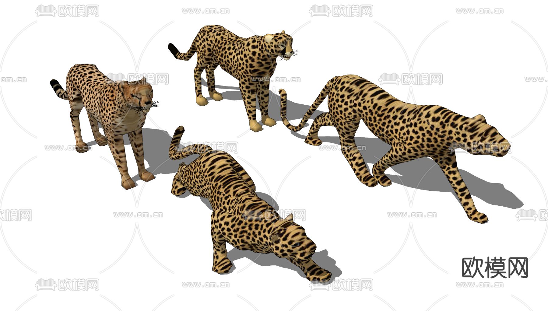 金钱豹 豹子 动物su模型下载（渲染图2）