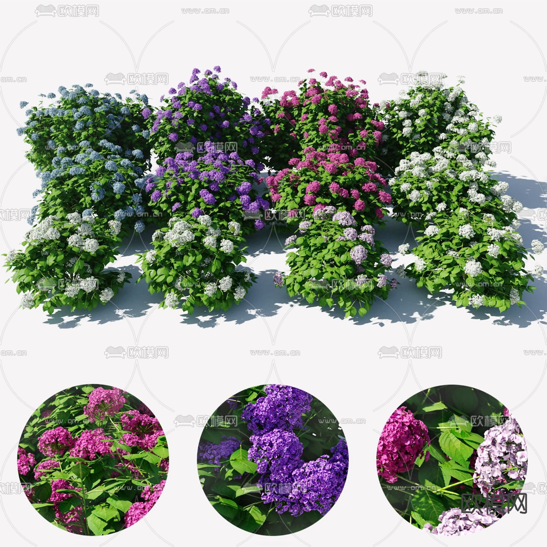 绣球花灌木3d模型下载