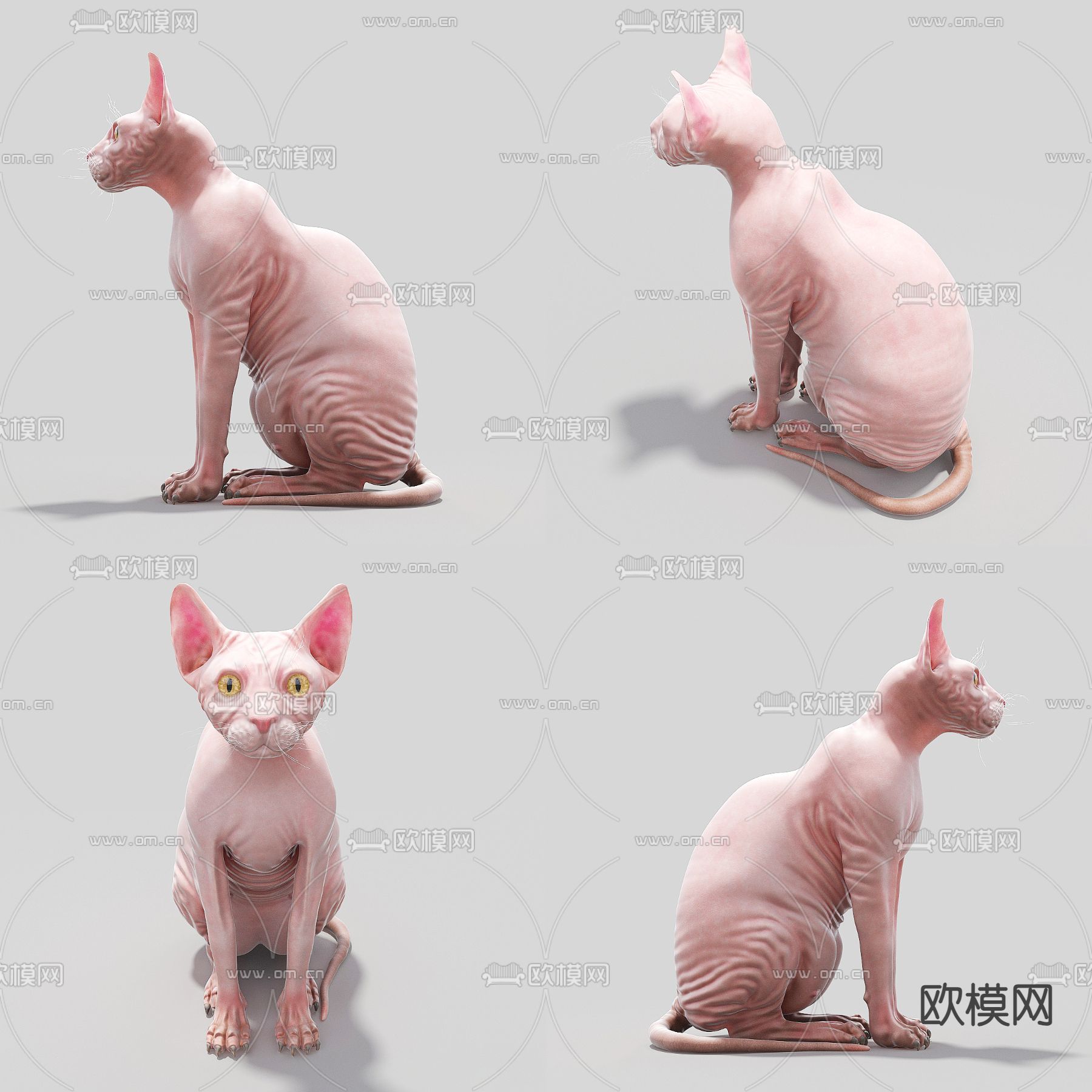 斯芬克斯猫 无毛猫3d模型下载