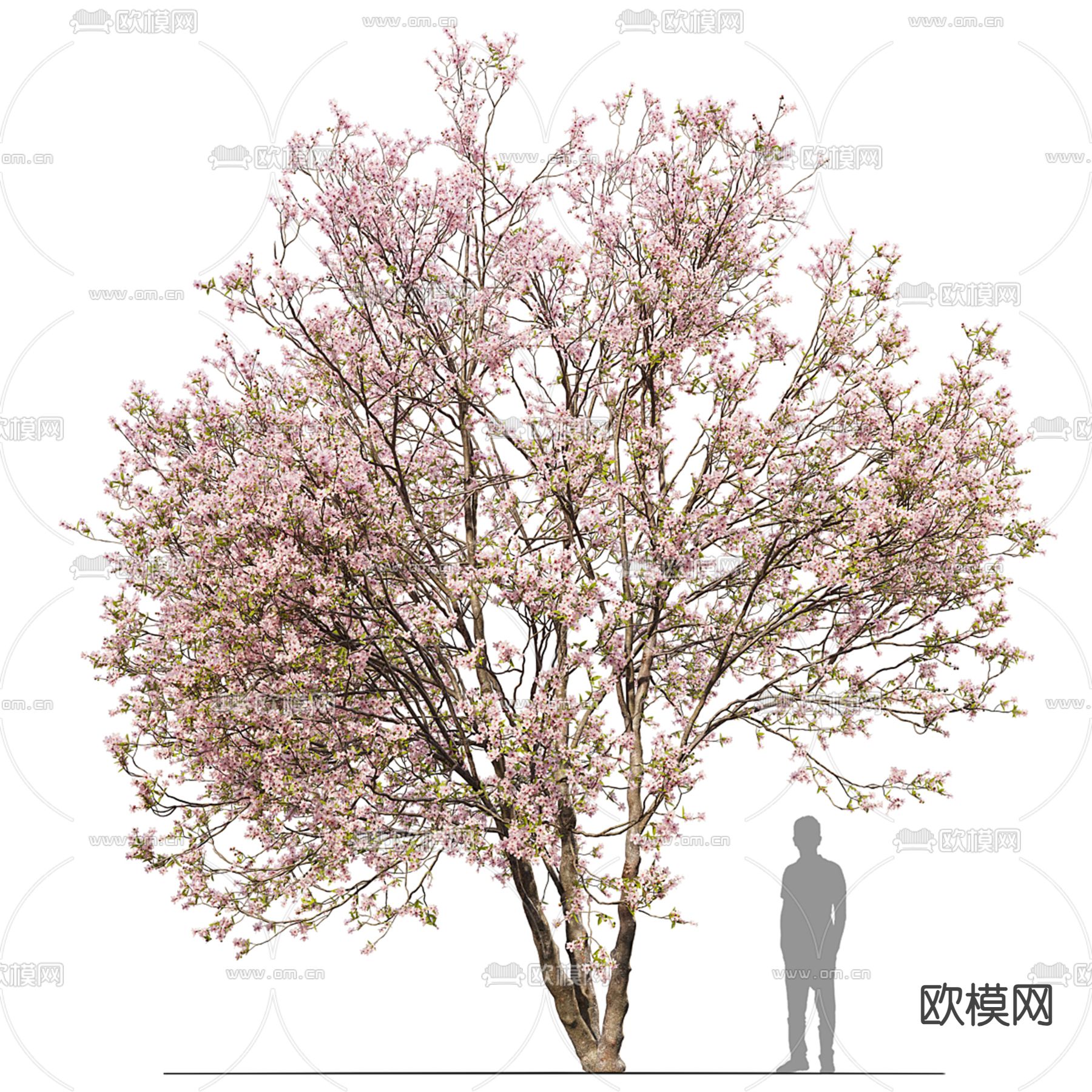 花树 景观树3d模型下载
