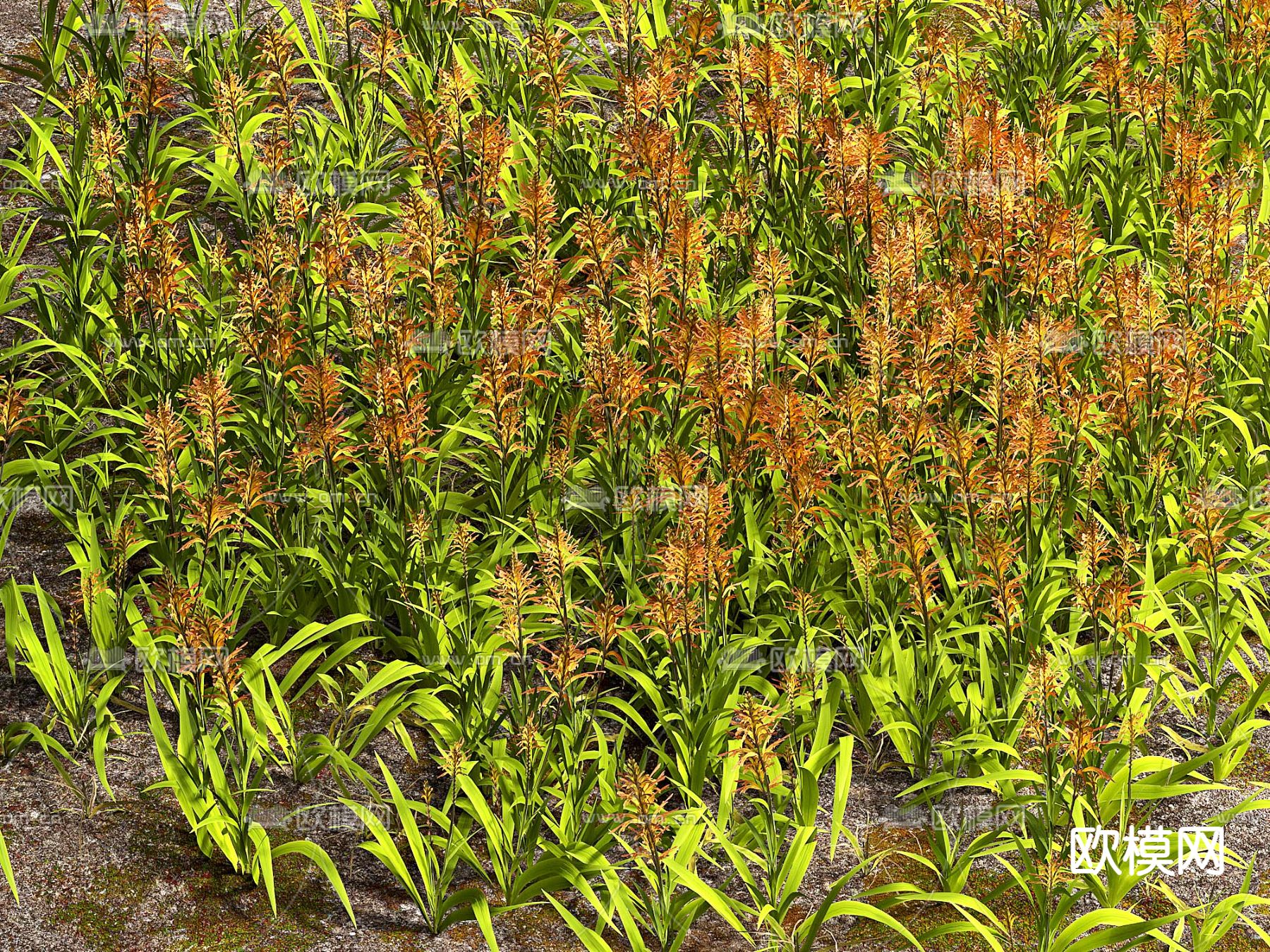 花草 花卉 草地 草坪3d模型下载