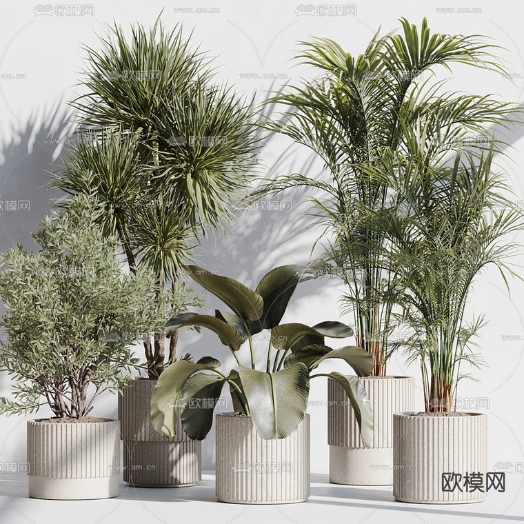 盆栽 盆景 散尾葵3d模型下载_ID14273736_3dmax免费模型-欧模网