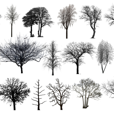  树杆 枯树木su模型 