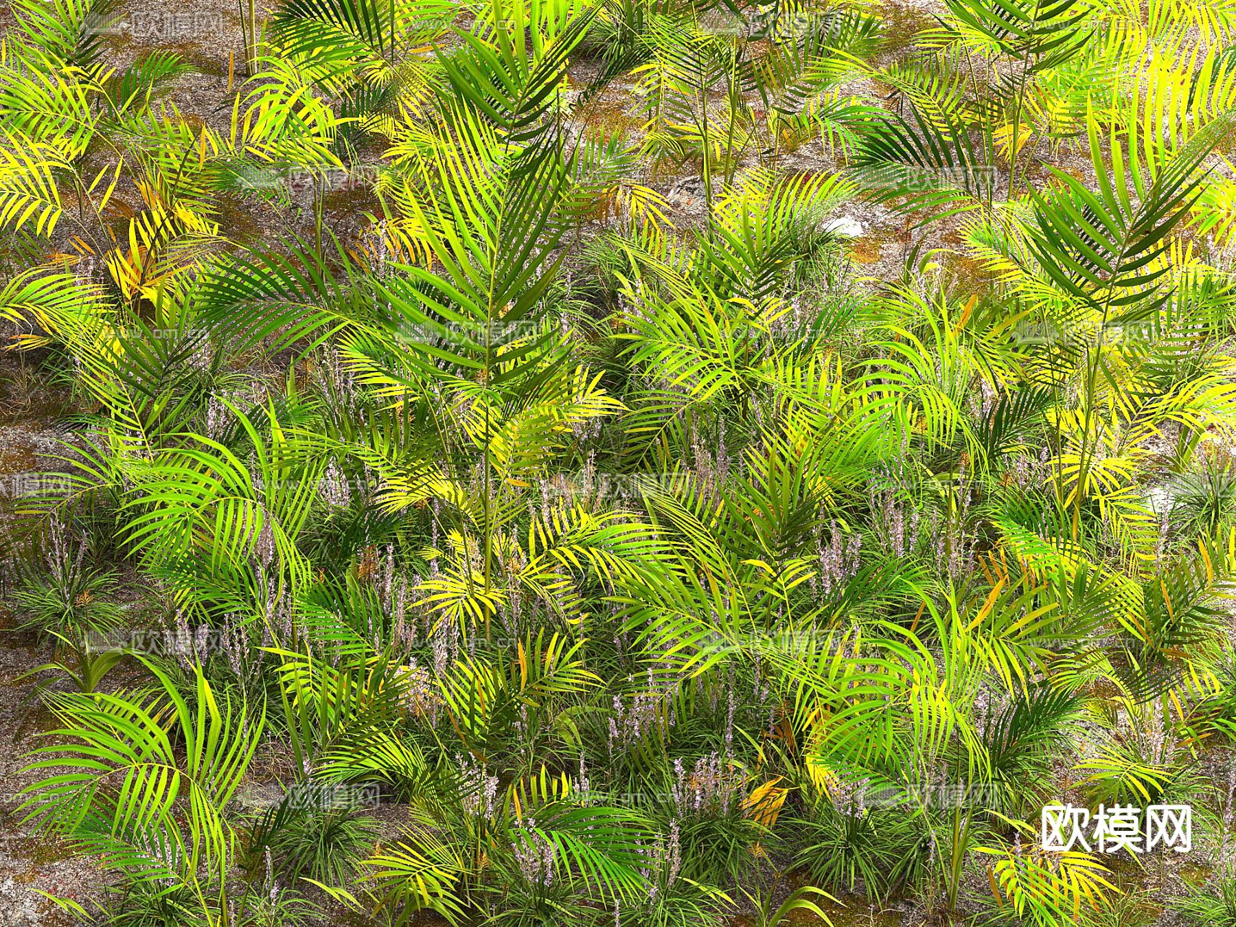 槟榔 花草  草地 草坪3d模型下载