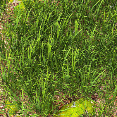  草地 草坪 花草su模型 