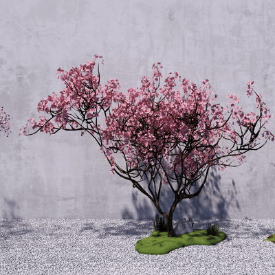  现代樱花树 景观树su模型 