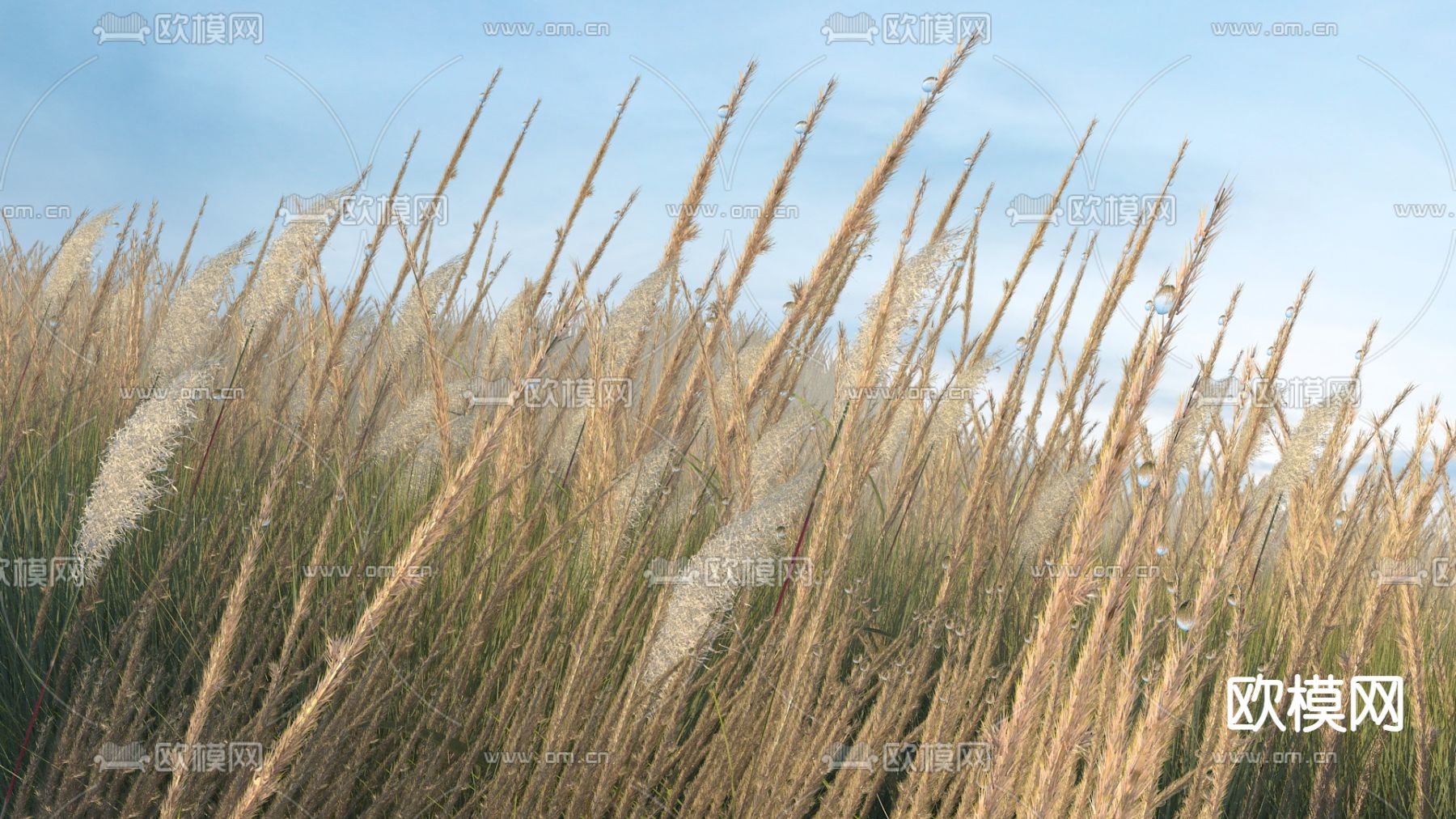 茅草 芦苇荡 露珠 露水3d模型下载