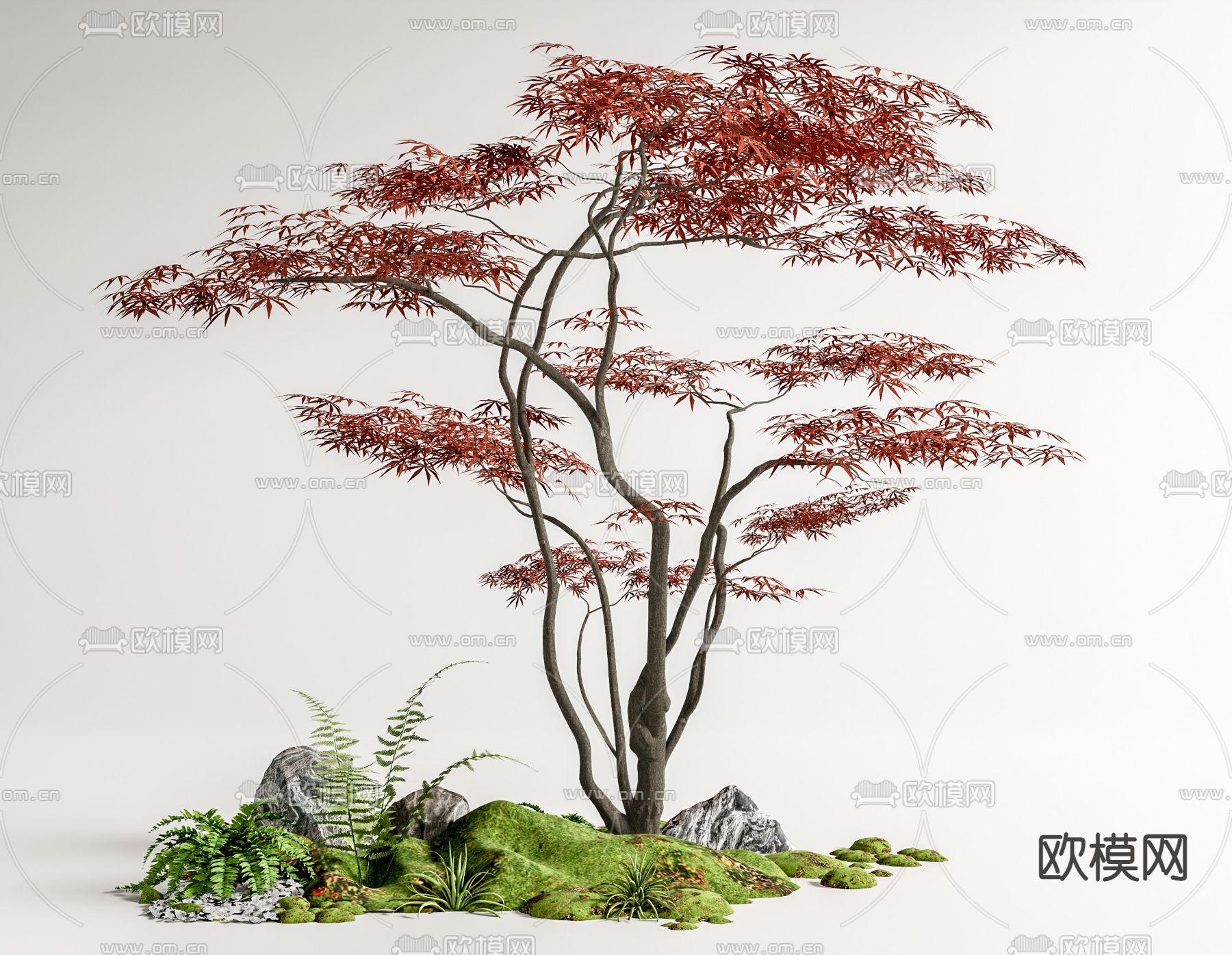 鸡爪槭 乔木su模型