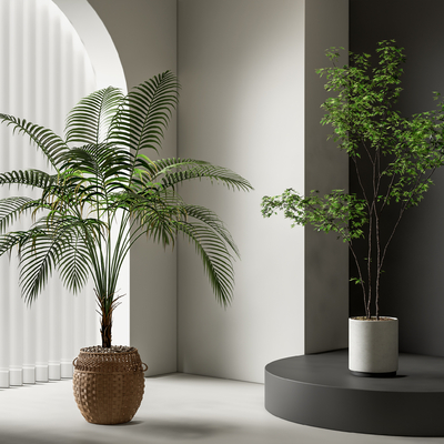 绿植盆栽 散尾葵su模型