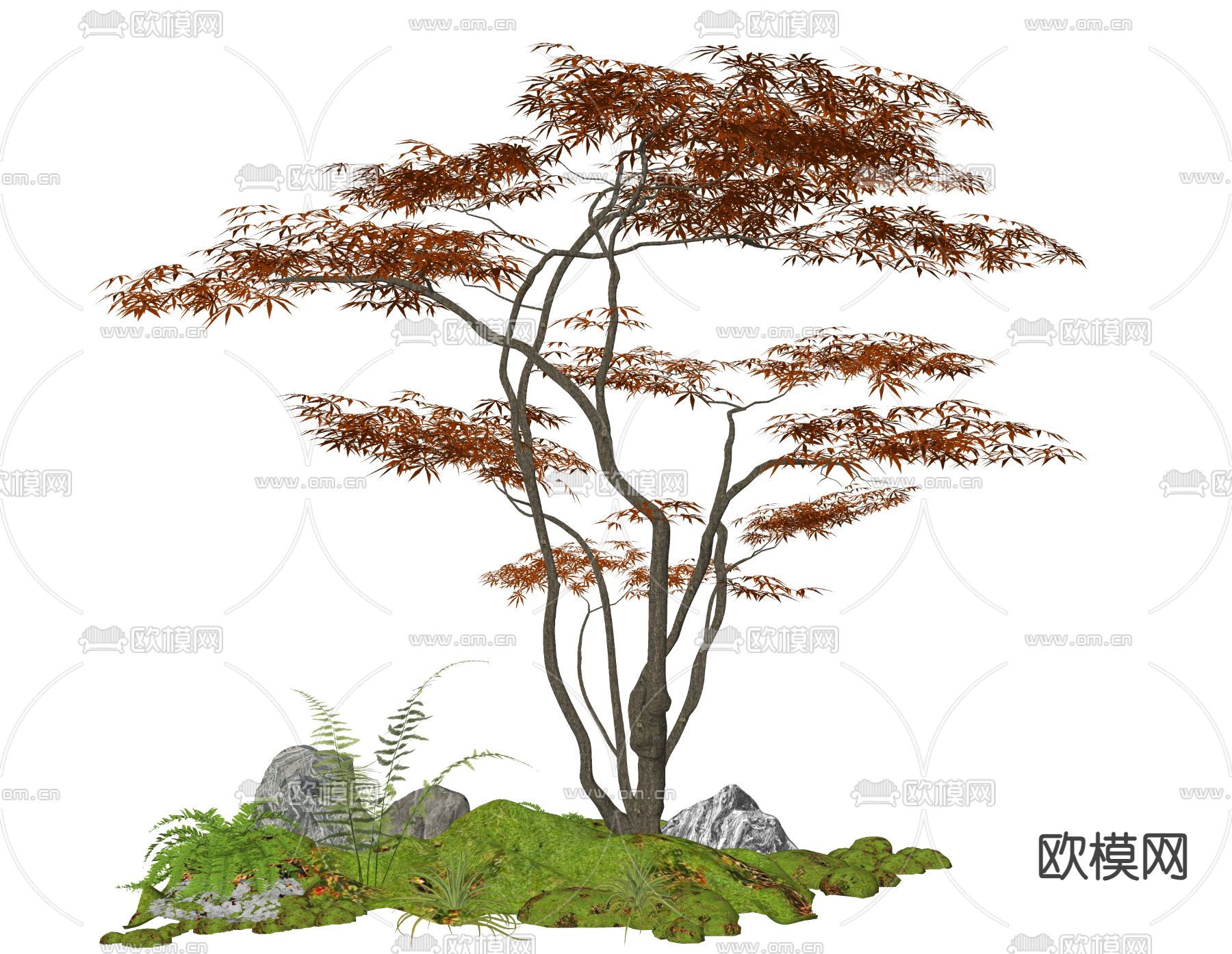 鸡爪槭 乔木su模型