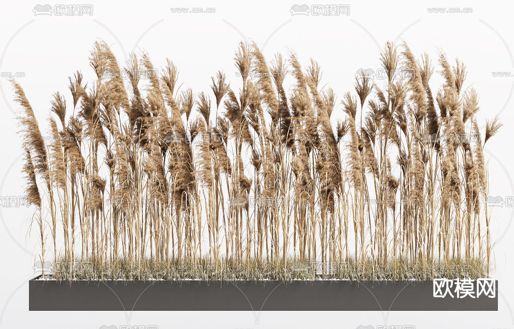 花坛 花箱 芦苇 干草3d模型下载