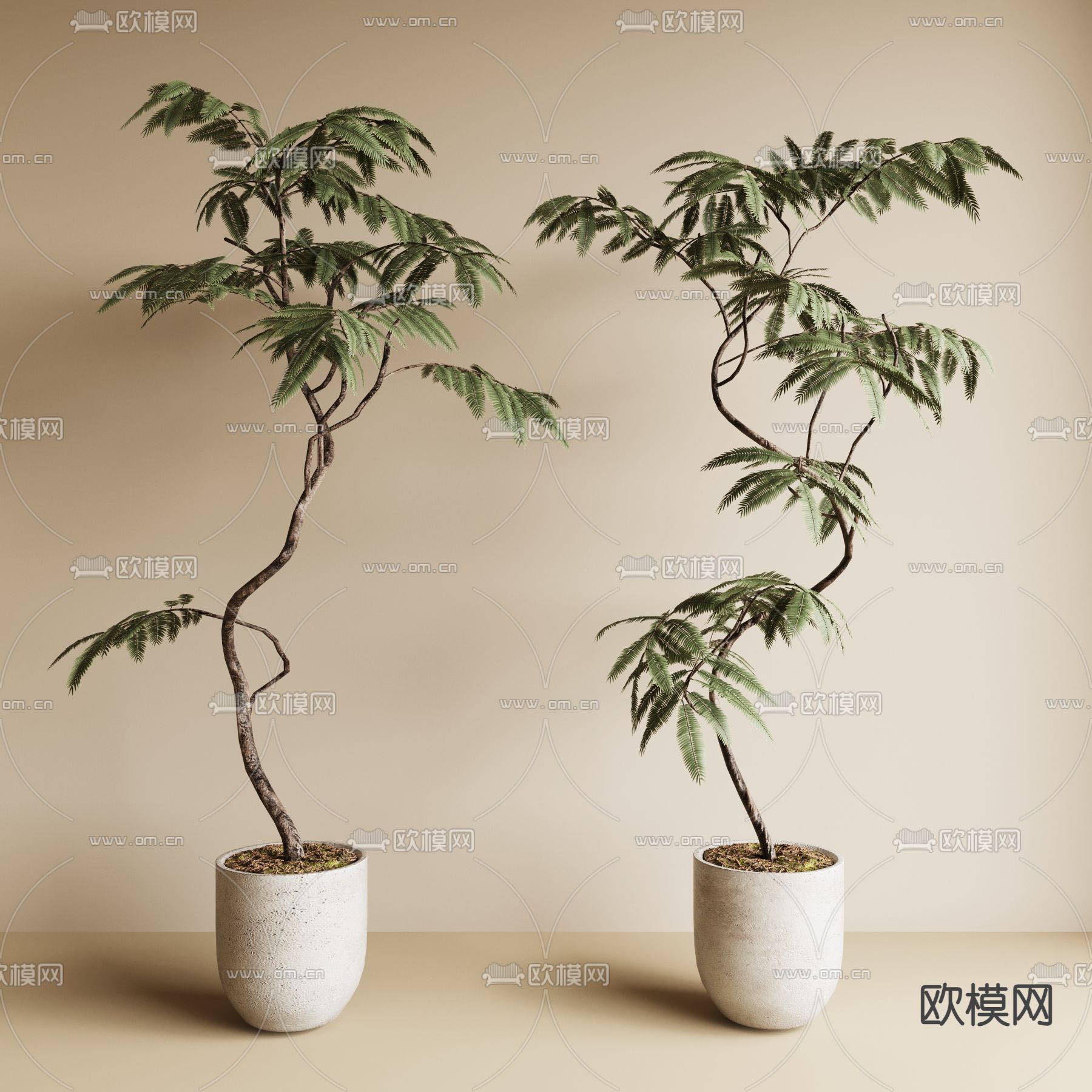 蕨类盆栽 盆景3d模型下载