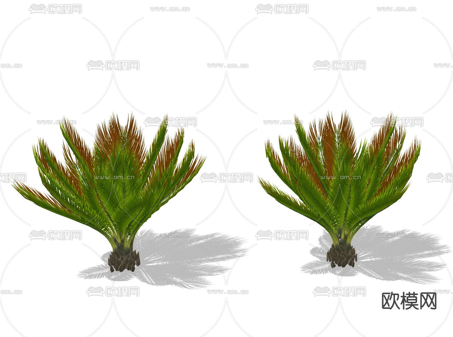 景观灌木 铁树绿植su模型下载（渲染图1）