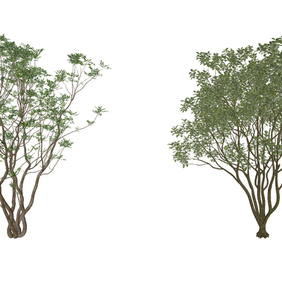  景观乔木 绿植su模型 
