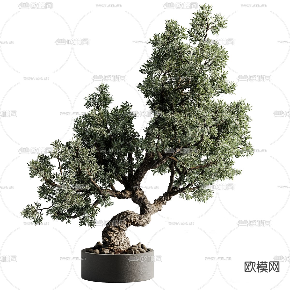 盆栽 盆景 绿植3d模型下载_ID14283659_3dmax免费模型-欧模网