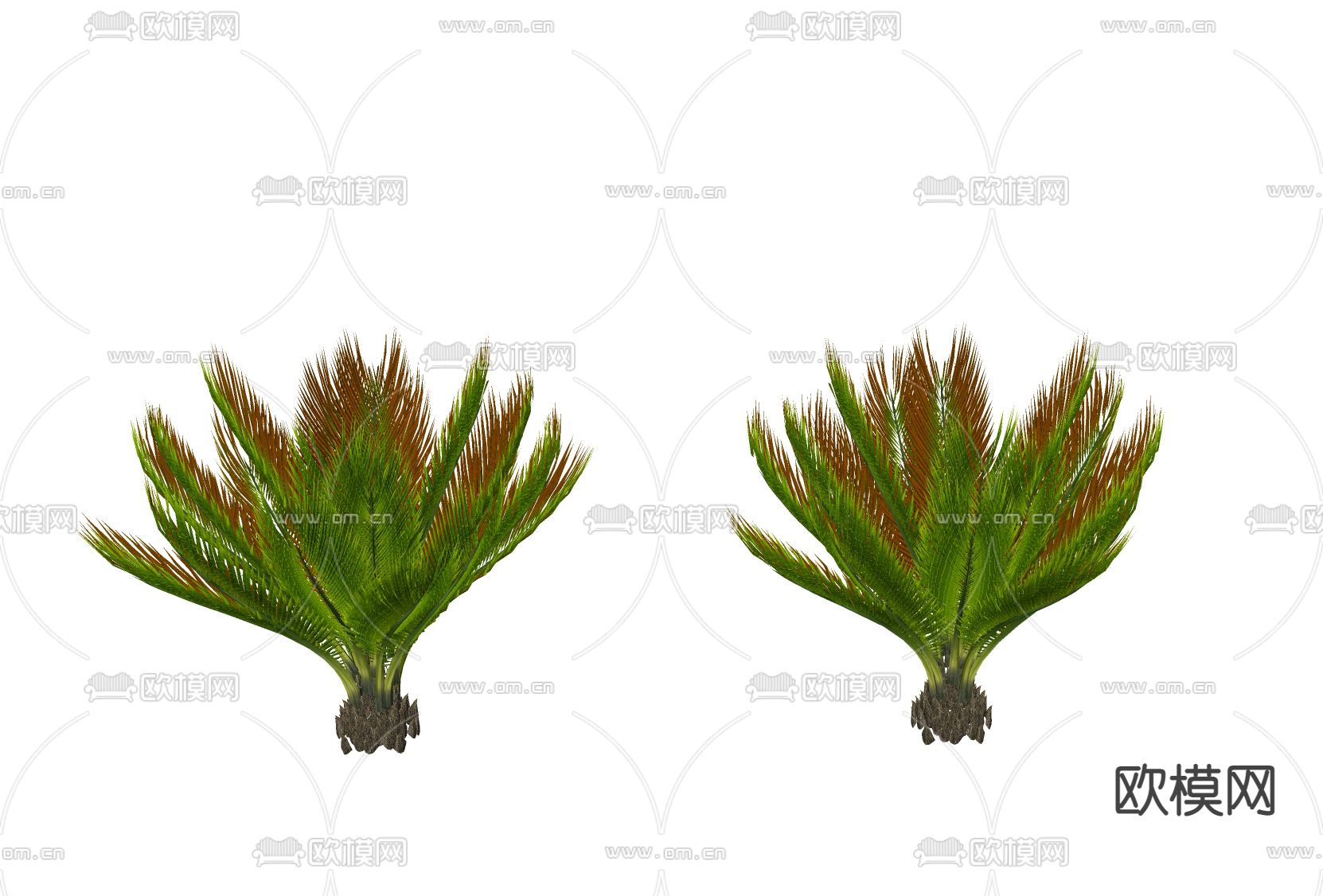 景观灌木 铁树绿植su模型下载（渲染图2）