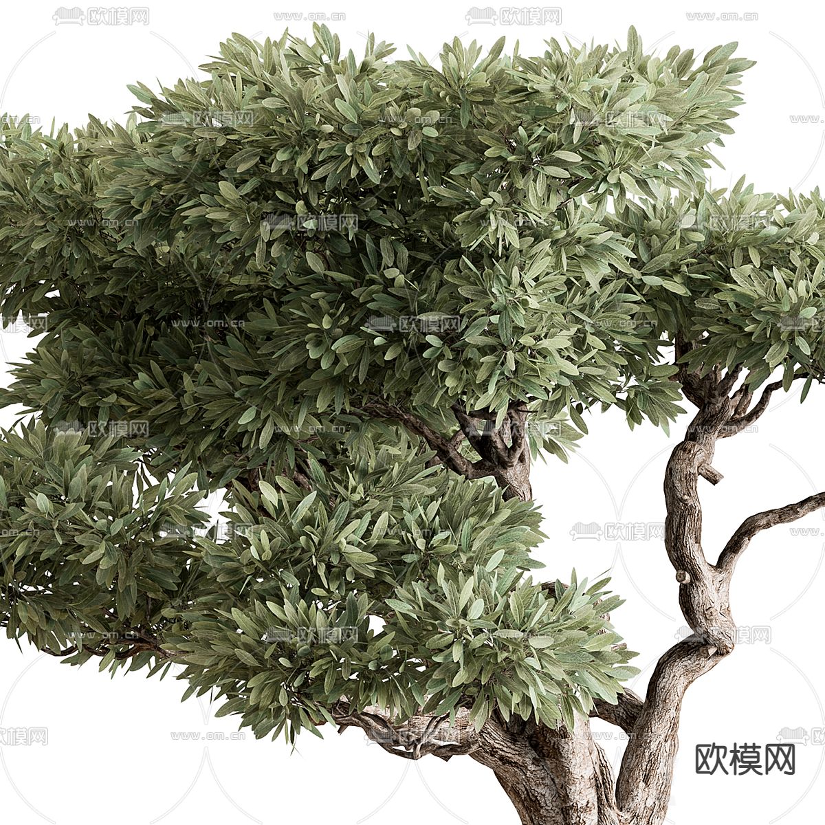 柏松盆栽 松树盆景3d模型下载（渲染图2）