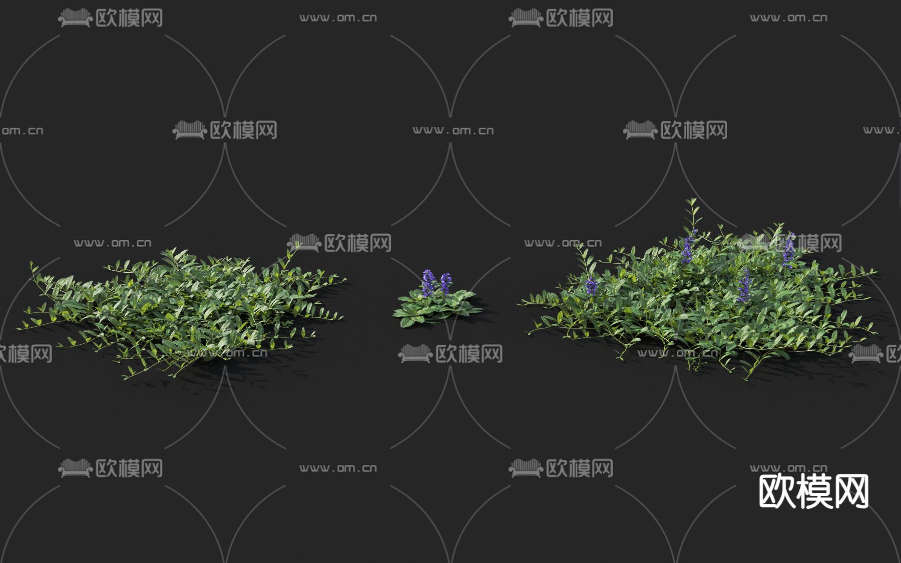 花草 匍匐筋骨草 唇形科植物3d模型下载